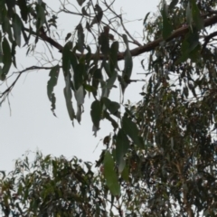 Eucalyptus viminalis at Micalong Gorge - 31 Dec 2023