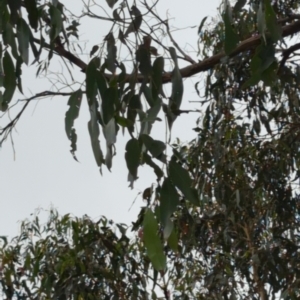 Eucalyptus viminalis at Micalong Gorge - 31 Dec 2023