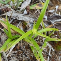 Cyperus (Flat Sedges) at Wee Jasper, NSW - 31 Dec 2023 by Wildlifewarrior80