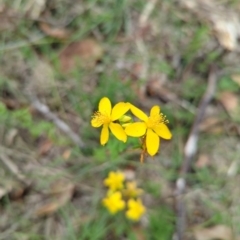 Hypericum perforatum (St John's Wort) at Wee Jasper, NSW - 31 Dec 2023 by Wildlifewarrior80