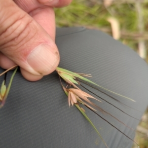 Themeda triandra at Micalong Gorge - 31 Dec 2023