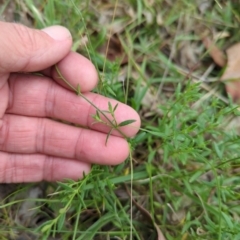 Gonocarpus tetragynus (Common Raspwort) at Wee Jasper, NSW - 30 Dec 2023 by brettguy80