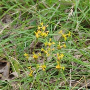 Pimelea curviflora var. sericea at Micalong Gorge - 31 Dec 2023