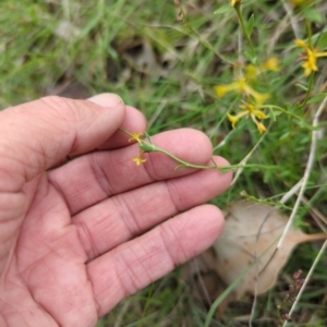 Pimelea curviflora var. sericea at Micalong Gorge - 31 Dec 2023