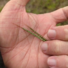 Bothriochloa macra (Red Grass, Red-leg Grass) at Wee Jasper, NSW - 30 Dec 2023 by brettguy80