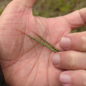 Bothriochloa macra at Micalong Gorge - 31 Dec 2023