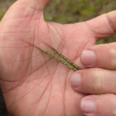 Bothriochloa macra (Red Grass, Red-leg Grass) at Micalong Gorge - 31 Dec 2023 by Wildlifewarrior80