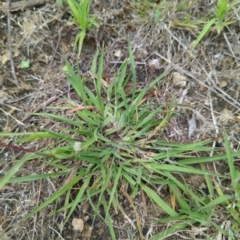 Bothriochloa macra at Micalong Gorge - 31 Dec 2023