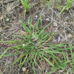 Bothriochloa macra at Micalong Gorge - 31 Dec 2023