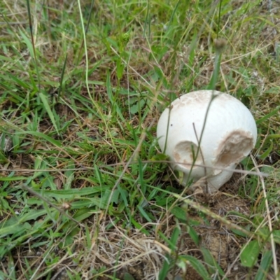 Calvatia sp. (a puffball ) at Micalong Gorge - 30 Dec 2023 by brettguy80