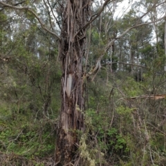 Eucalyptus viminalis (Ribbon Gum) at Micalong Gorge - 31 Dec 2023 by Wildlifewarrior80