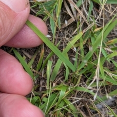 Eragrostis brownii (Common Love Grass) at Micalong Gorge - 31 Dec 2023 by Wildlifewarrior80