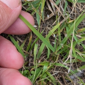 Eragrostis brownii at Micalong Gorge - 31 Dec 2023 08:39 AM