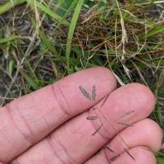 Eragrostis brownii at Micalong Gorge - 31 Dec 2023