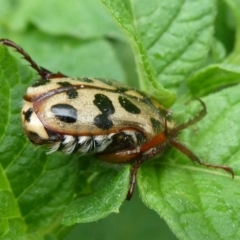 Neorrhina punctata (Spotted flower chafer) at Charleys Forest, NSW - 2 Jan 2021 by arjay