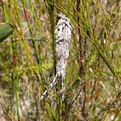 Unidentified Case moth (Psychidae) at Jervis Bay National Park - 21 Jan 2023 by RobG1