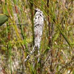 Lomera (genus) at Hyams Beach, NSW - 21 Jan 2023 by RobG1