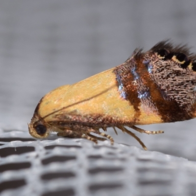 Eupselia satrapella and similar species (An Hypertrophid moth) at Jerrabomberra, NSW - 27 Dec 2023 by DianneClarke