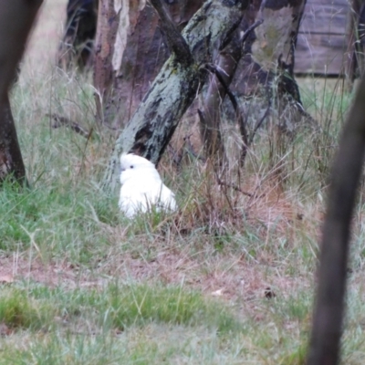 Cacatua galerita (Sulphur-crested Cockatoo) at Symonston, ACT - 19 Dec 2023 by CallumBraeRuralProperty