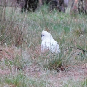 Cacatua galerita at Symonston, ACT - 19 Dec 2023