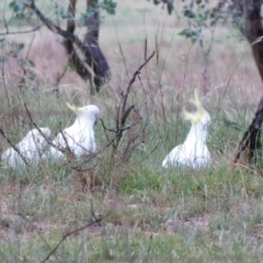 Cacatua galerita at Symonston, ACT - 19 Dec 2023