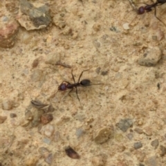 Iridomyrmex purpureus (Meat Ant) at Micalong Gorge - 31 Dec 2023 by Wildlifewarrior80