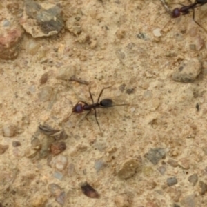 Iridomyrmex purpureus at Micalong Gorge - 31 Dec 2023 08:37 AM