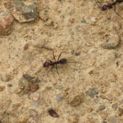 Iridomyrmex purpureus (Meat Ant) at Micalong Gorge - 31 Dec 2023 by Wildlifewarrior80