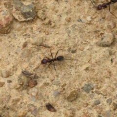 Iridomyrmex purpureus (Meat Ant) at Micalong Gorge - 30 Dec 2023 by brettguy80