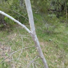 Eucalyptus pauciflora subsp. pauciflora at Micalong Gorge - 31 Dec 2023