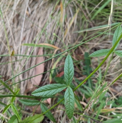 Cullen microcephalum (Dusky Scurf-pea) at Micalong Gorge - 31 Dec 2023 by Wildlifewarrior80