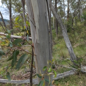 Eucalyptus pauciflora subsp. pauciflora at Micalong Gorge - 31 Dec 2023