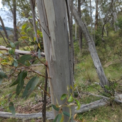 Eucalyptus pauciflora subsp. pauciflora (White Sally, Snow Gum) at Micalong Gorge - 31 Dec 2023 by Wildlifewarrior80