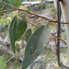 Eucalyptus pauciflora subsp. pauciflora at Micalong Gorge - 31 Dec 2023