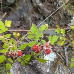 Rubus parvifolius (Native Raspberry) at Micalong Gorge - 31 Dec 2023 by Wildlifewarrior80