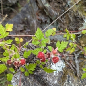 Rubus parvifolius at Micalong Gorge - 31 Dec 2023 08:30 AM