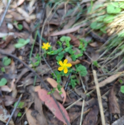 Hypericum gramineum (Small St Johns Wort) at Micalong Gorge - 28 Dec 2023 by Wildlifewarrior80