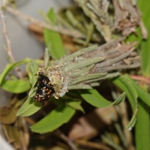 Lomera (genus) at Vincentia, NSW - suppressed