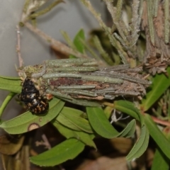 Lomera (genus) at Vincentia, NSW - suppressed