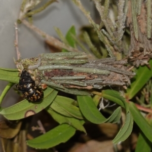 Lomera (genus) at Vincentia, NSW - 11 Nov 2023