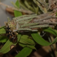 Lomera (genus) at Vincentia, NSW - suppressed