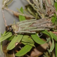 Lomera (genus) at Vincentia, NSW - suppressed