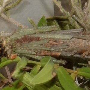 Lomera (genus) at Vincentia, NSW - suppressed