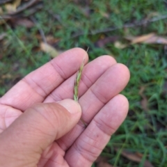 Rytidosperma (genus) (Wallaby Grass) at Micalong Gorge - 28 Dec 2023 by Wildlifewarrior80