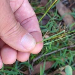 Rytidosperma sp. at Micalong Gorge - 28 Dec 2023 10:40 AM