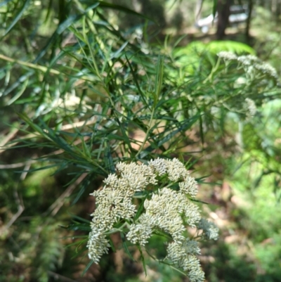 Cassinia longifolia (Shiny Cassinia, Cauliflower Bush) at Wee Jasper, NSW - 27 Dec 2023 by brettguy80