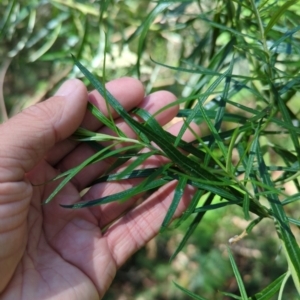 Cassinia longifolia at Micalong Gorge - 28 Dec 2023 10:39 AM