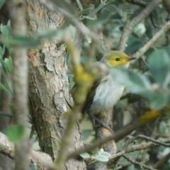 Ptilotula penicillata (White-plumed Honeyeater) at Symonston, ACT - 17 Dec 2023 by CallumBraeRuralProperty