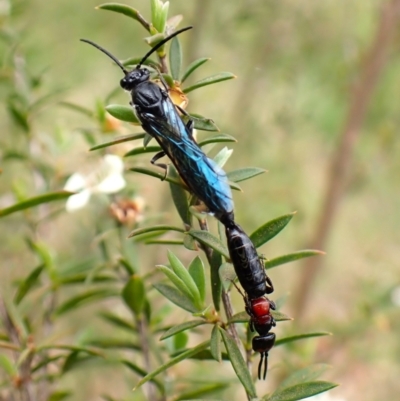 Rhagigaster ephippiger (Smooth flower wasp) at Mount Painter - 30 Dec 2023 by CathB