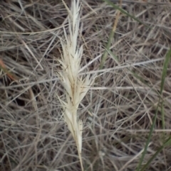 Rytidosperma (genus) (Wallaby Grass) at Symonston, ACT - 31 Dec 2023 by CallumBraeRuralProperty